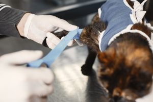 Pet Surgery Estimates: Understanding The Services Behind The Total