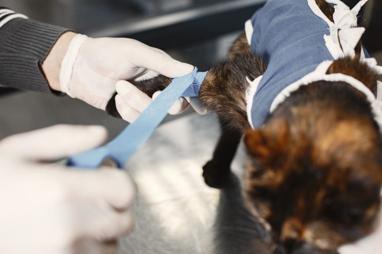 Pet Surgery Estimates: Understanding The Services Behind The Total